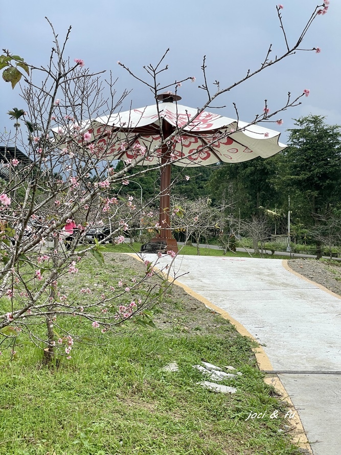 小半天石馬公園見櫻花，粉白花朵綻放枝頭，一年花開兩次的河津櫻