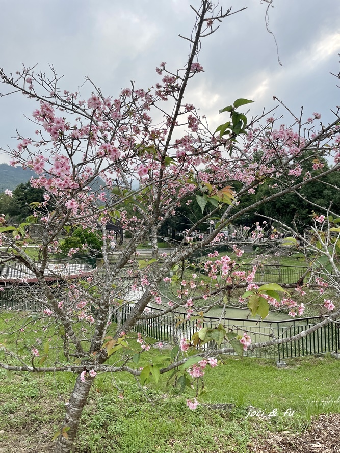 小半天石馬公園見櫻花，粉白花朵綻放枝頭，一年花開兩次的河津櫻