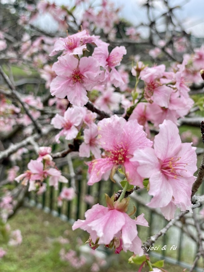 小半天石馬公園見櫻花，粉白花朵綻放枝頭，一年花開兩次的河津櫻