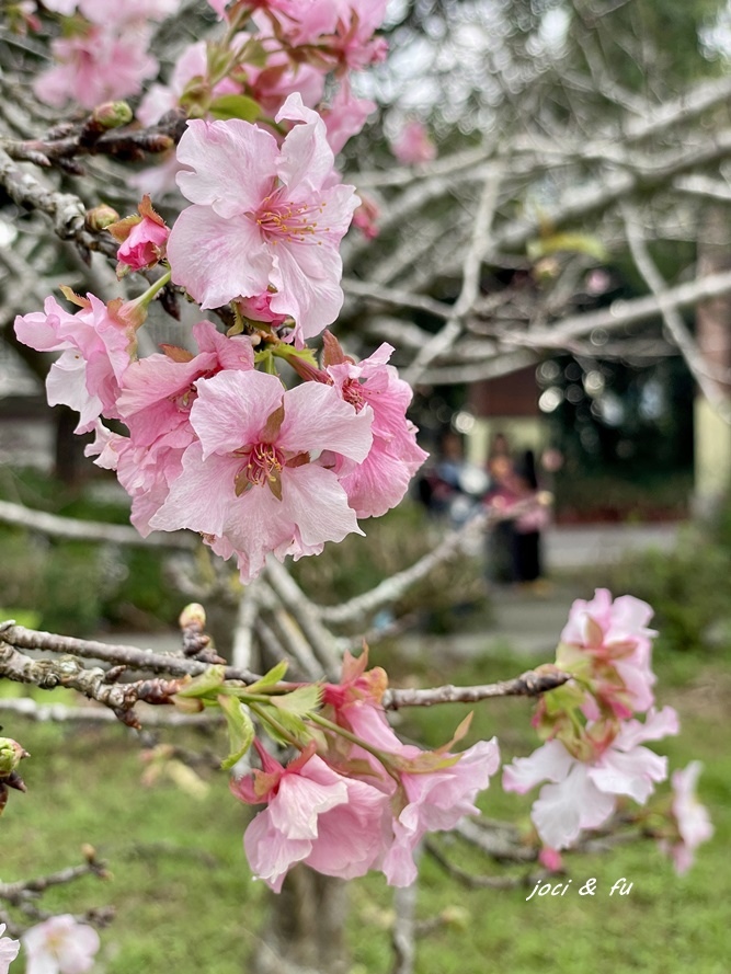 小半天石馬公園見櫻花，粉白花朵綻放枝頭，一年花開兩次的河津櫻