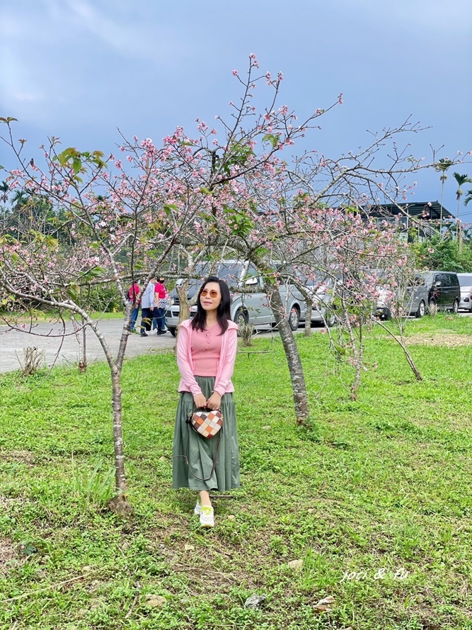 小半天石馬公園見櫻花，粉白花朵綻放枝頭，一年花開兩次的河津櫻