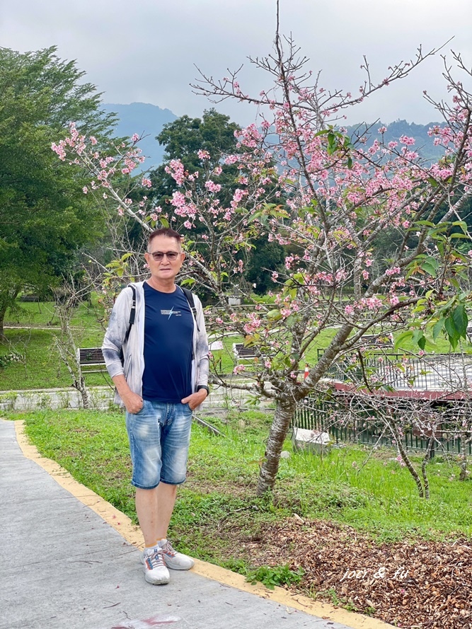 小半天石馬公園見櫻花，粉白花朵綻放枝頭，一年花開兩次的河津櫻