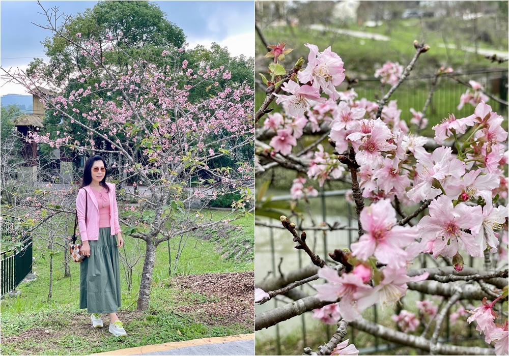 小半天石馬公園見櫻花，粉白花朵綻放枝頭，一年花開兩次的河津櫻