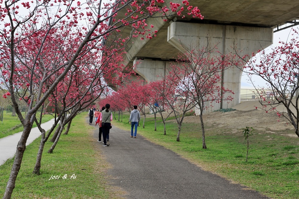 2024竹東頭前溪河濱生態公園 近3公里櫻花大道2000多棵