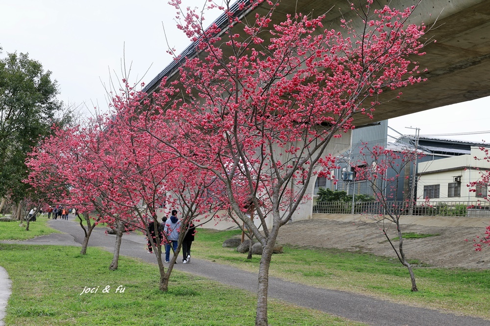 2024竹東頭前溪河濱生態公園 近3公里櫻花大道2000多棵