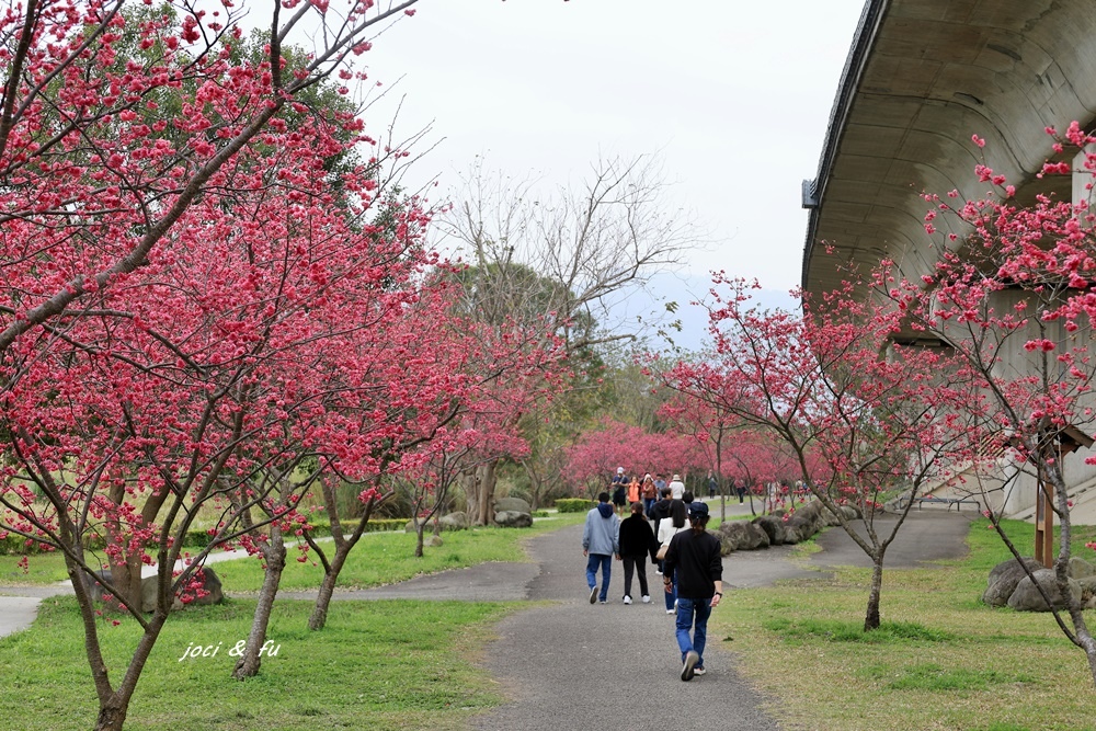 2024竹東頭前溪河濱生態公園 近3公里櫻花大道2000多棵