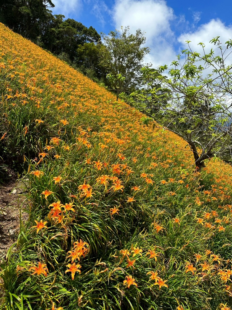 《台東住宿》環山雅築｜太麻里金針山賞花之旅｜台東小旅行