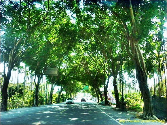 集集-綠色隧道