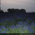紫色鼠尾草我的小尼康晚上拍出來是藍色耶!