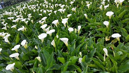 20170416_130938.jpg 20170416_130938.jpg