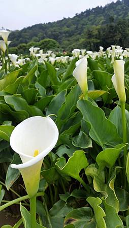 20170416_131229.jpg 20170416_131229.jpg