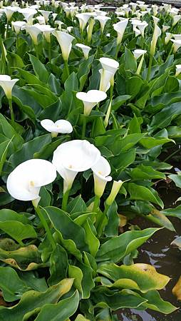 20170416_131432.jpg 20170416_131432.jpg