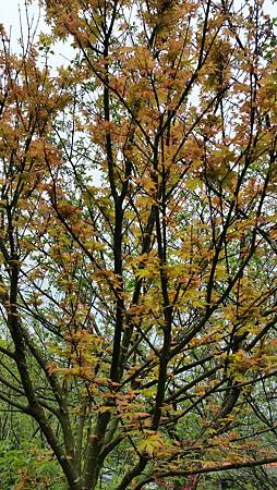 20170416_111248.jpg 20170416_111248.jpg