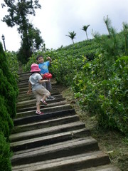 090627 嘉義梅山碧湖茶園