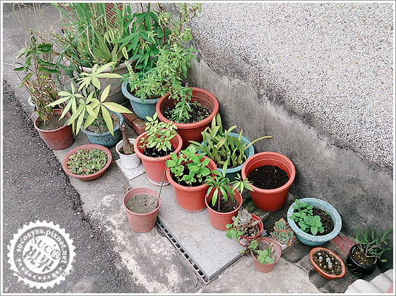 花槽架和發泡煉石 (2).jpg 花槽架和發泡煉石 (2).jpg