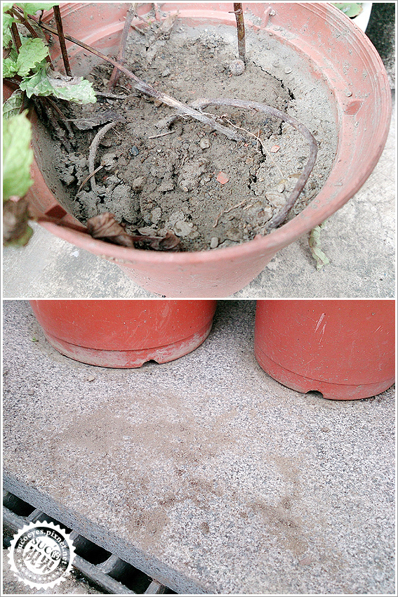 花槽架和發泡煉石 (3).jpg