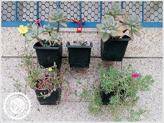 花槽架和發泡煉石 (4).jpg 花槽架和發泡煉石 (4).jpg