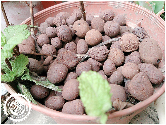 花槽架和發泡煉石 (11).jpg