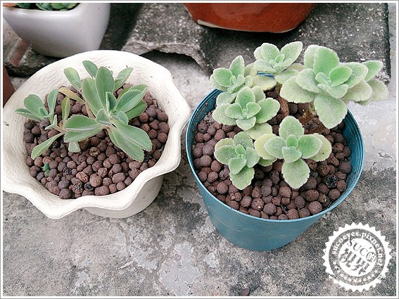 花槽架和發泡煉石 (12).jpg 花槽架和發泡煉石 (12).jpg