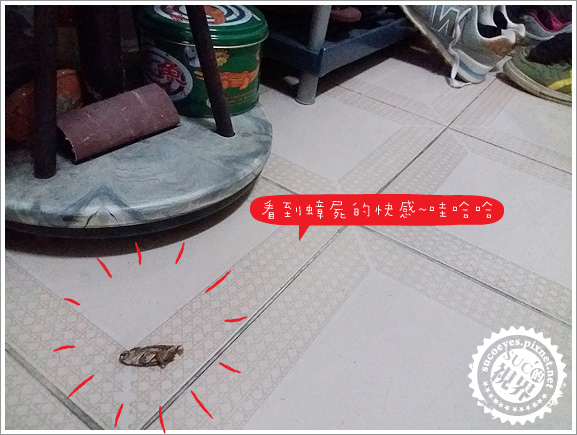 易克捷除蟑除蟻餌膠 (12).jpg