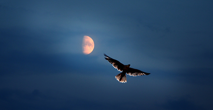 英文片語 越夜越美麗 12個和night有關的英文片語 Engoo線上英文