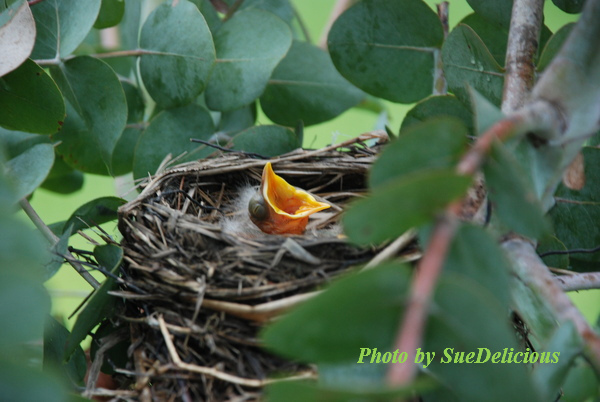 Robin day 1-05