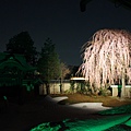 高台寺.夜櫻