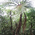 高大的蕨類植物是台灣的特產