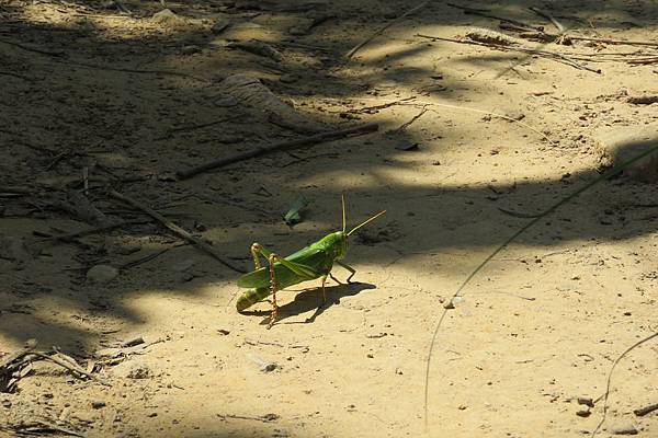 IMG_6921 IMG_6921