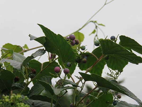 IMG_1503 IMG_1503