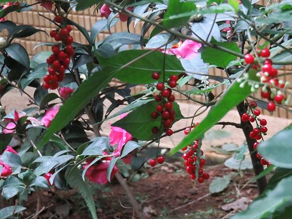 IMG_1975 IMG_1975