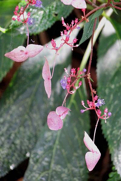 台灣草紫陽花 Cardiandra Formosana 福庭 痞客邦 台灣草紫陽花 Cardiandra Formosana 福庭 痞客邦