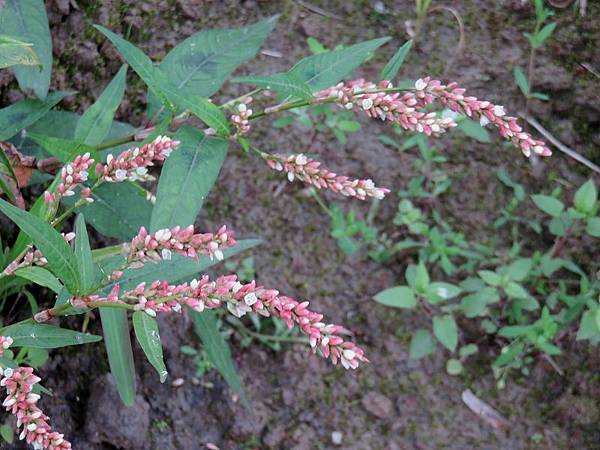 IMG_3724 IMG_3724