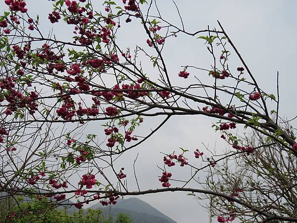 IMG_4668 IMG_4668