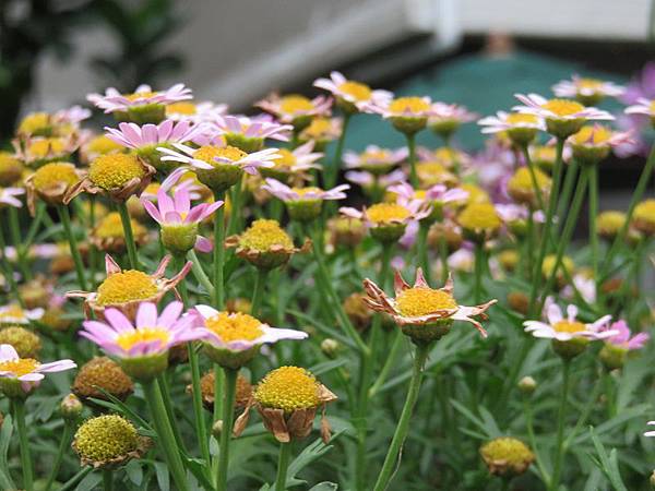 IMG_6500 IMG_6500
