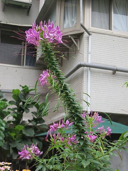 IMG_6498 IMG_6498
