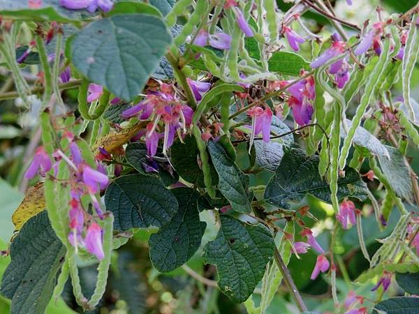 IMG_5979 IMG_5979