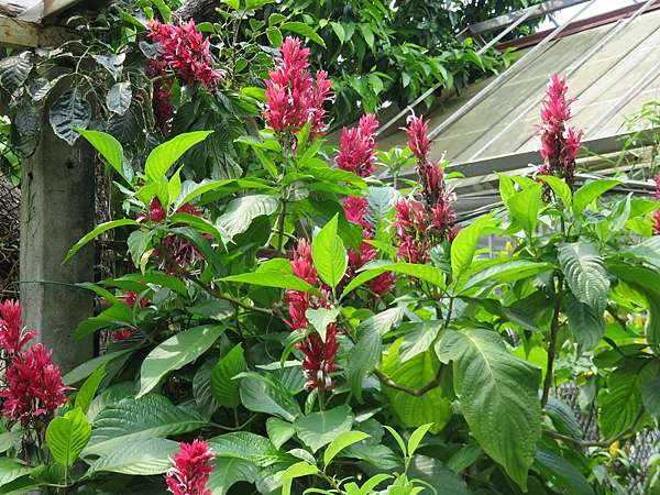 赤苞花 天鵝絨 立鶴花 福庭 痞客邦 赤苞花 天鵝絨 立鶴花 福庭 痞客邦