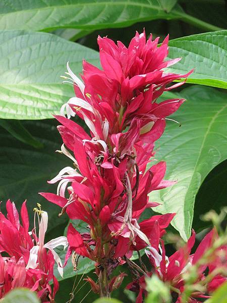 赤苞花 天鵝絨 立鶴花 福庭 痞客邦 赤苞花 天鵝絨 立鶴花 福庭 痞客邦
