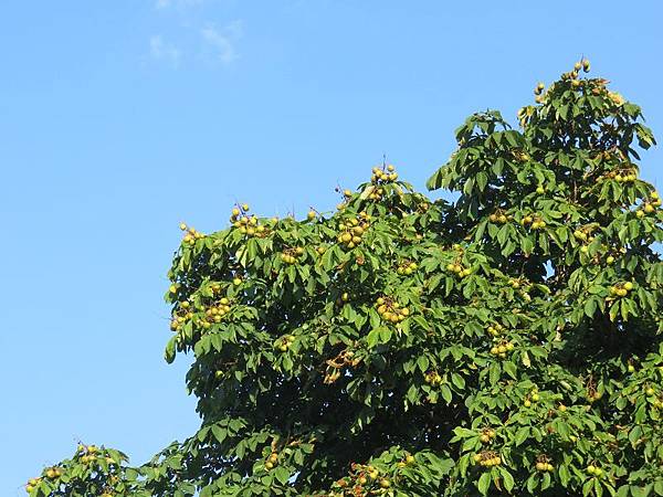 IMG_4274 IMG_4274