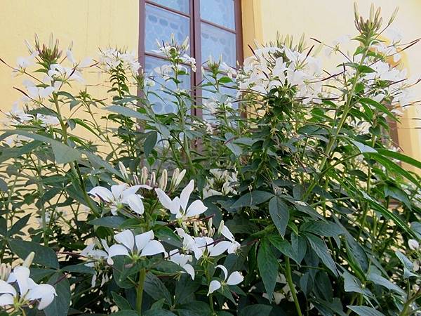 IMG_4098 IMG_4098