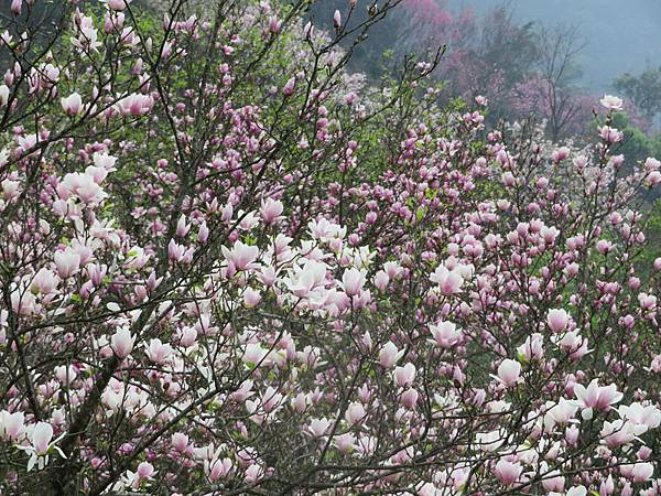 IMG_0135 IMG_0135