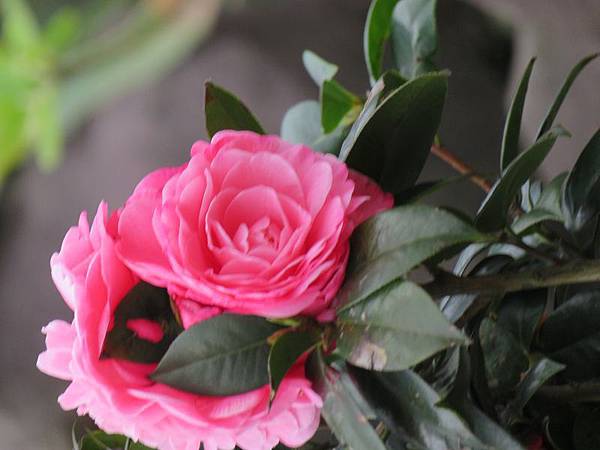IMG_0121 IMG_0121