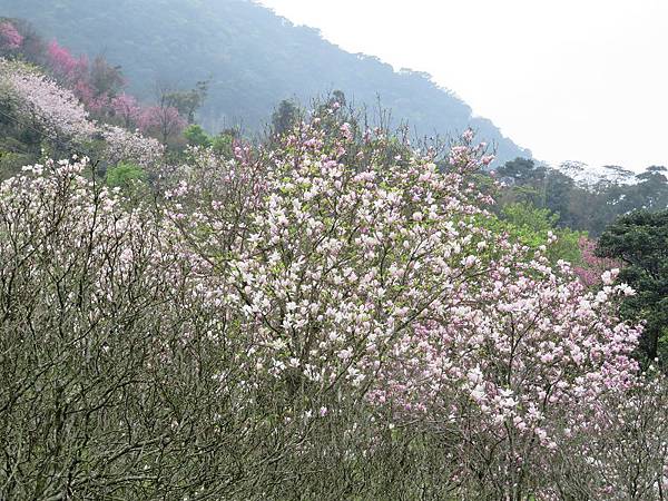 IMG_0029 IMG_0029
