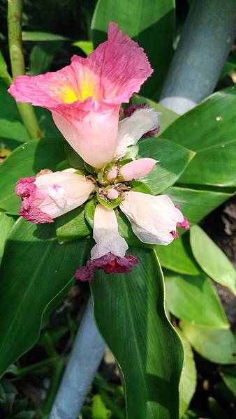  閉鞘薑 Crepe Ginger