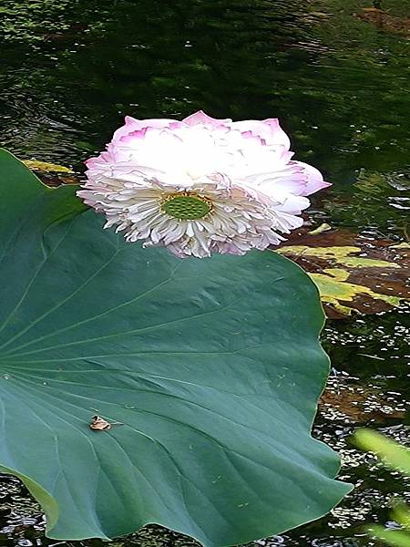 牡丹蓮(菩薩蓮)