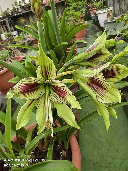 王老師的空中花園