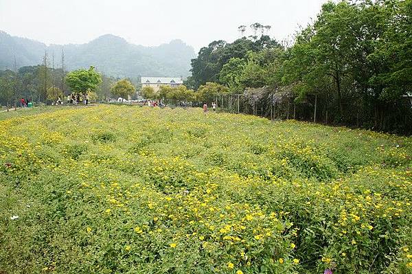 花海