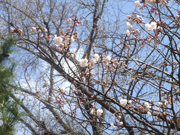 御香宮櫻花