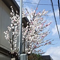 棉花糖般的櫻花